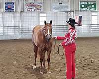 athletic-quarter-horse