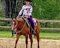 english-pleasure-quarter-horse