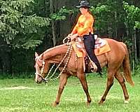 ridden-english-quarter-horse