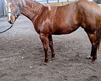 flashy-quarter-horse