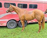 equitation-quarter-horse