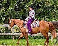 trail-riding-quarter-horse