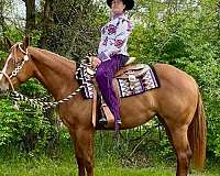 western-pleasure-quarter-horse