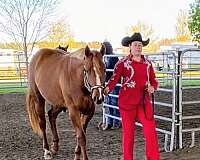 chestnut-all-around-horse