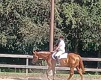 chestnut-english-pleasure-horse