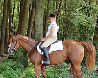 chestnut-athletic-horse