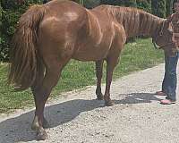 western-riding-quarter-horse