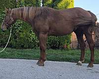 chestnut-quarter-horse-mare