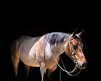 ranch-quarter-horse
