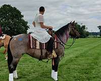 ranch-work-quarter-horse