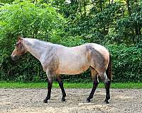 athletic-quarter-horse