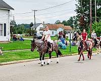 ridden-western-quarter-horse