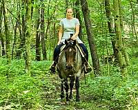 show-quarter-horse