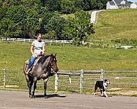 trail-quarter-horse