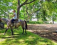 trail-riding-quarter-horse