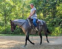 western-riding-quarter-horse