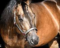 blue-roan-quarter-horse-mare