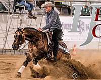 blue-roan-all-around-horse