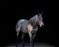 blue-roan-athletic-horse