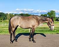 blue-roan-ranch-horse