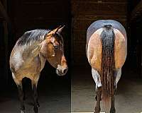 ranch-versatility-quarter-horse