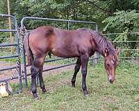 blue-roan-ranch-versatility-horse