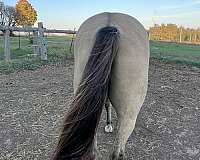 dun-dunskin-aqha-gelding