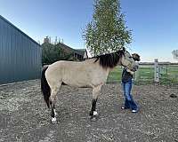 dun-dunskin-project-trail-horse