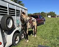 dun-dunskin-aqha-horse