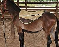 mule-paso-fino-horse-for-sale