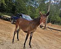 mule-paso-fino-horse