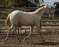 ranching-filly