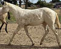 perlino-rodeo-queen-horse
