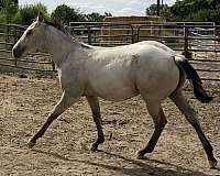 dunskin-rodeo-queen-horse