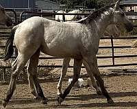 dunskin-steer-roping-horse
