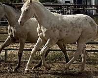 star-horse