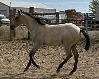 buckskin-roan-horse