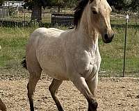 quarter-horse