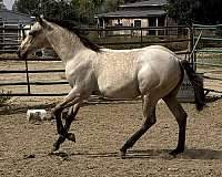roan-horse