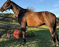 show-racking-standardbred-horse