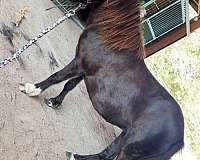 pony-mare