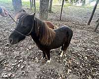 pony-for-sale