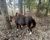 pony