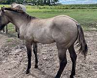 none-horse