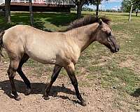 grulla-none-horse