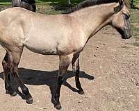 grulla-quarter-horse-filly