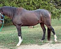 bay-quarter-horse-gelding