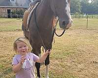 bay-gelding-for-sale