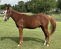 blaze-horse