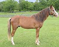 blaze-horse